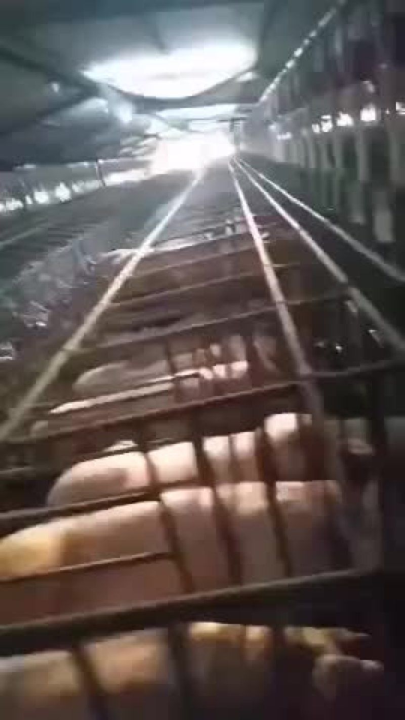 二元母猪，苏太母猪，太湖母猪，长白母猪，杜洛克公猪