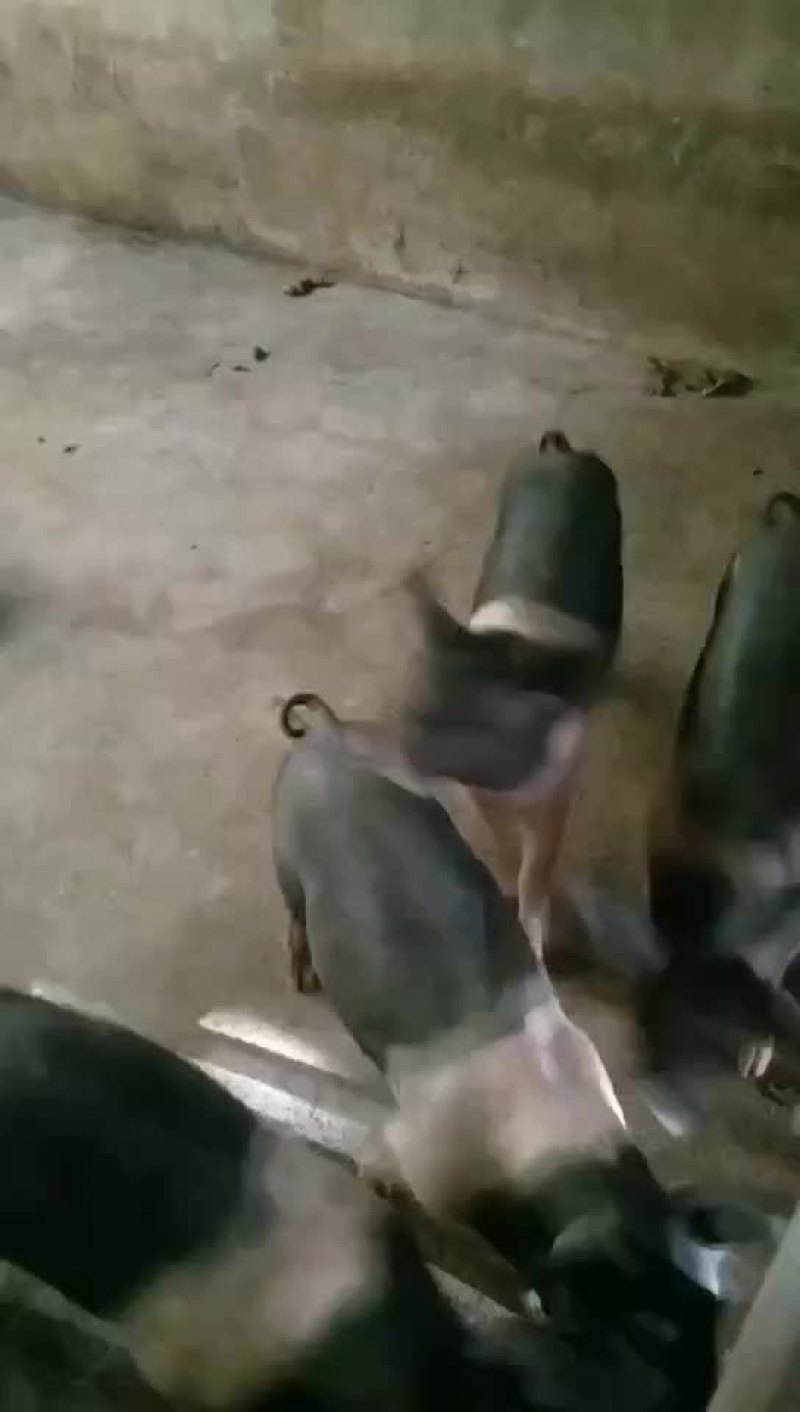 二元母猪，苏太母猪，太湖母猪，长白母猪，杜洛克公猪