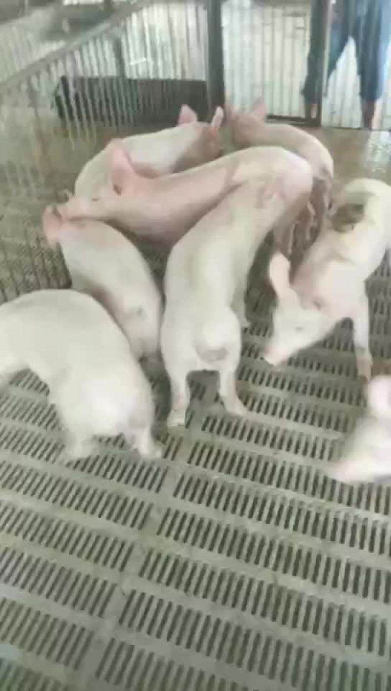 二元母猪，苏太母猪，太湖母猪，长白母猪，杜洛克公猪