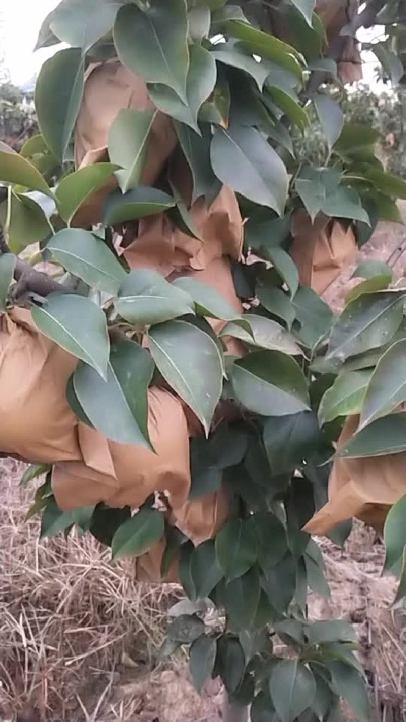 冬季