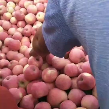 甘肃苹果
