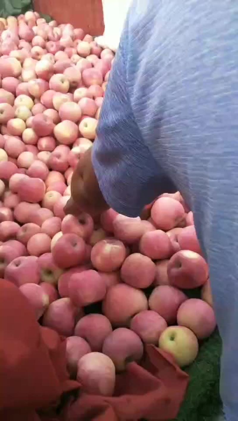 甘肃苹果