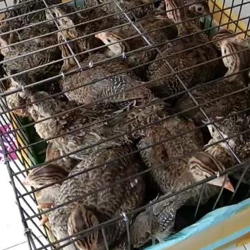 珍珠鸡苗