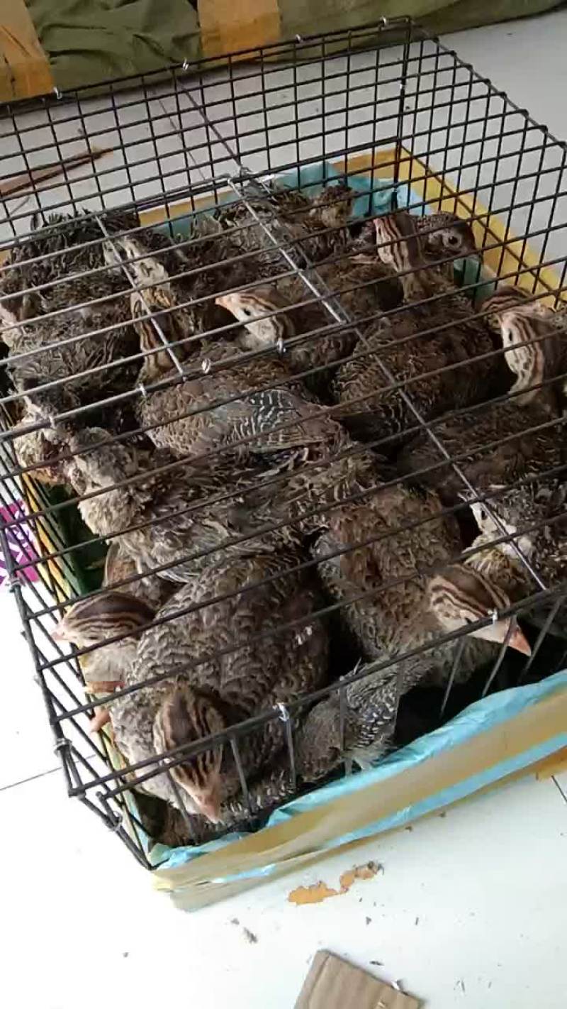 珍珠鸡苗