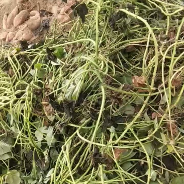 密薯