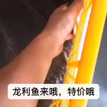 龙舌
