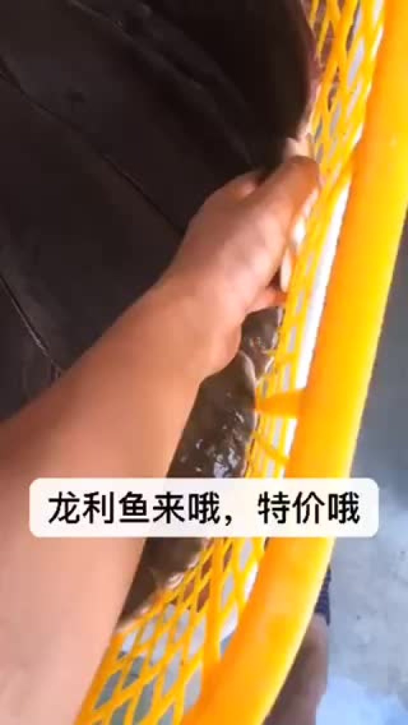 龙舌