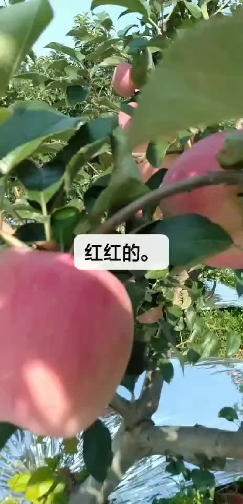 纸袋寒富