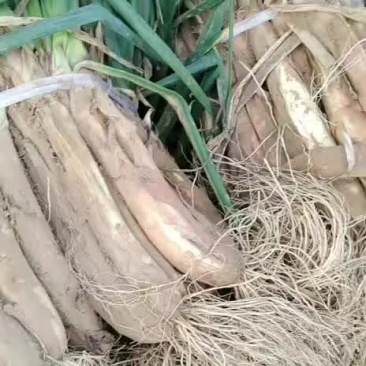 子洲山地红葱