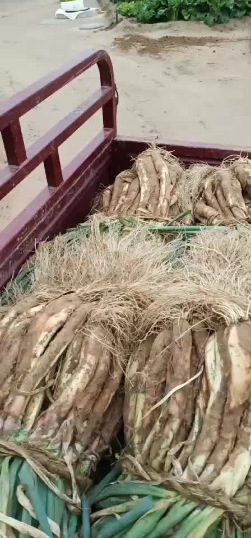 子洲山地红葱