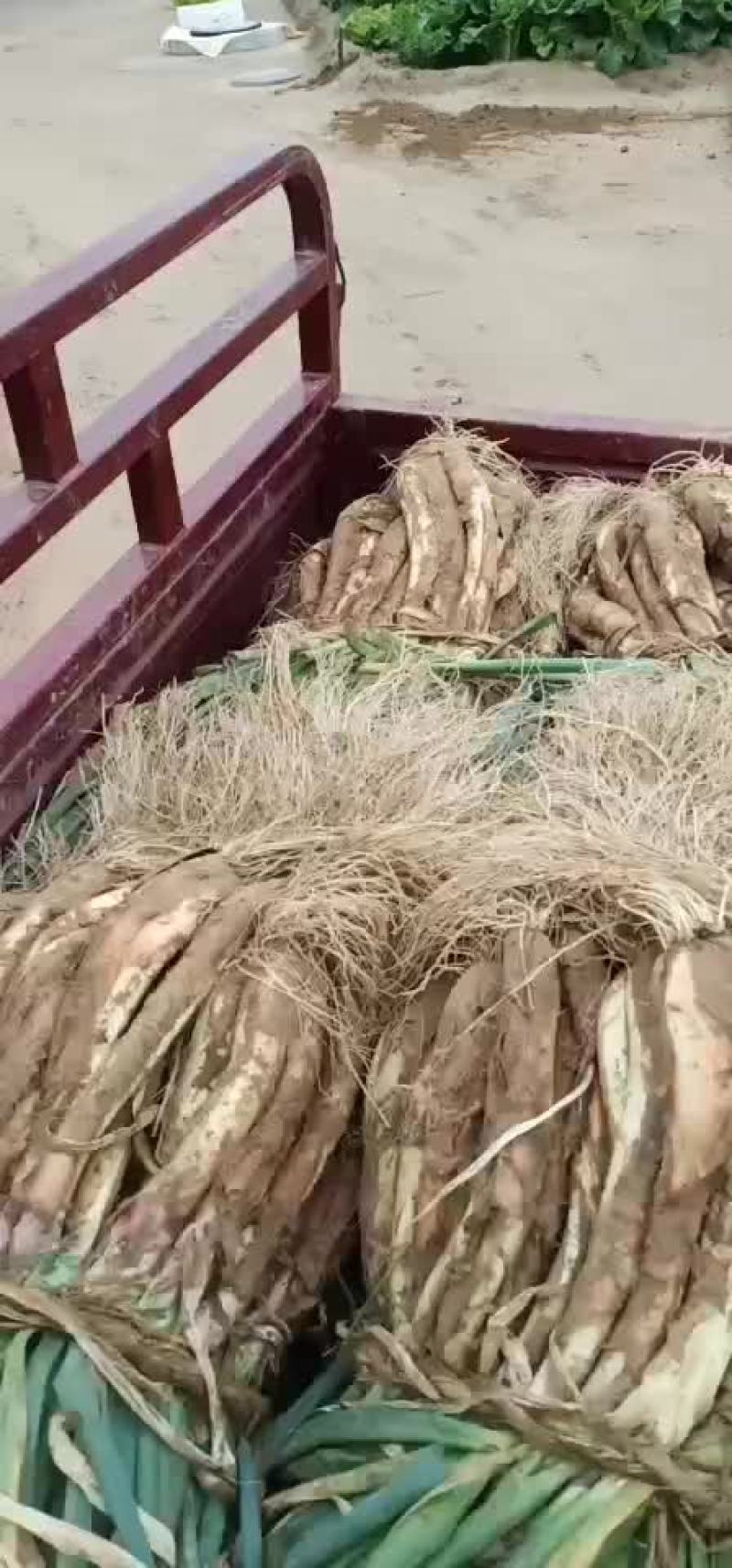 子洲山地红葱wwewee
