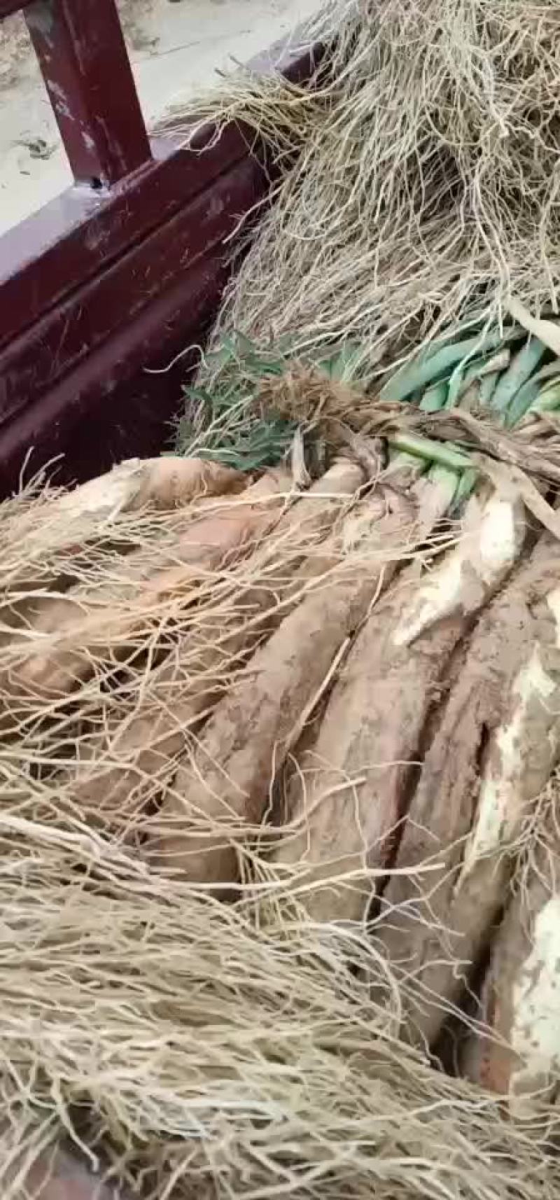 子洲山地红葱wwewee