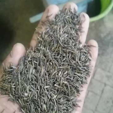 刺槐种子