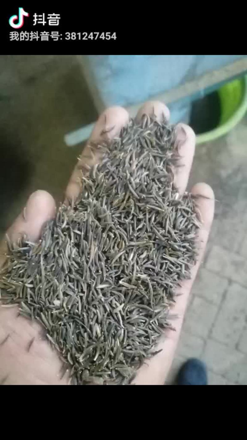 刺槐种子