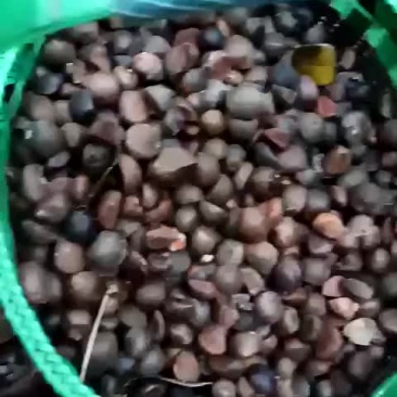 自家种的山茶果子