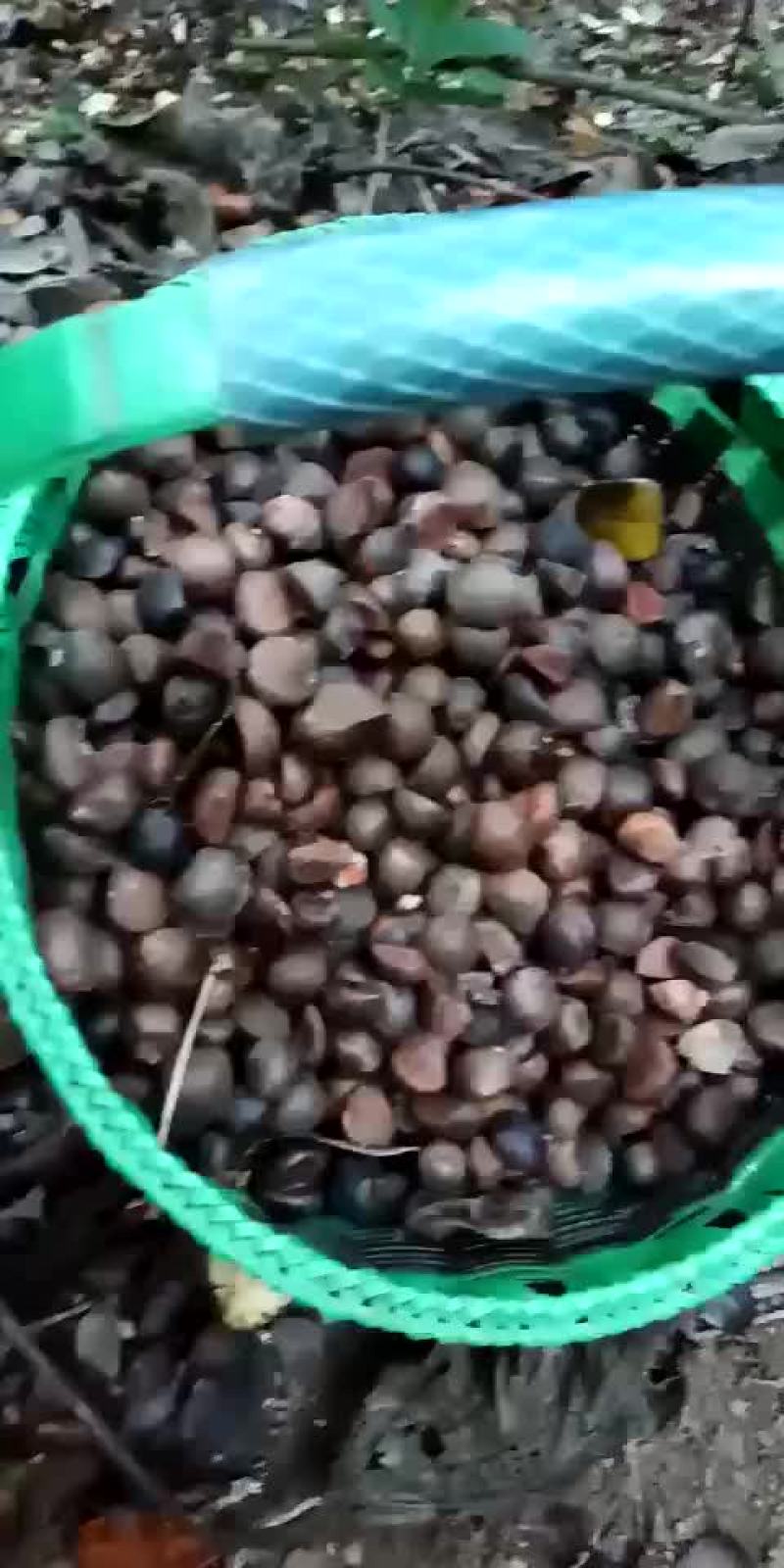 自家种的山茶果子