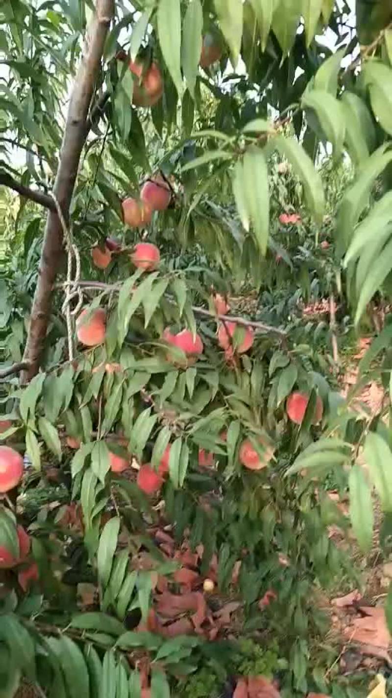 毛挑