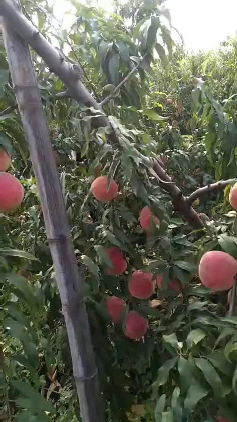 毛挑