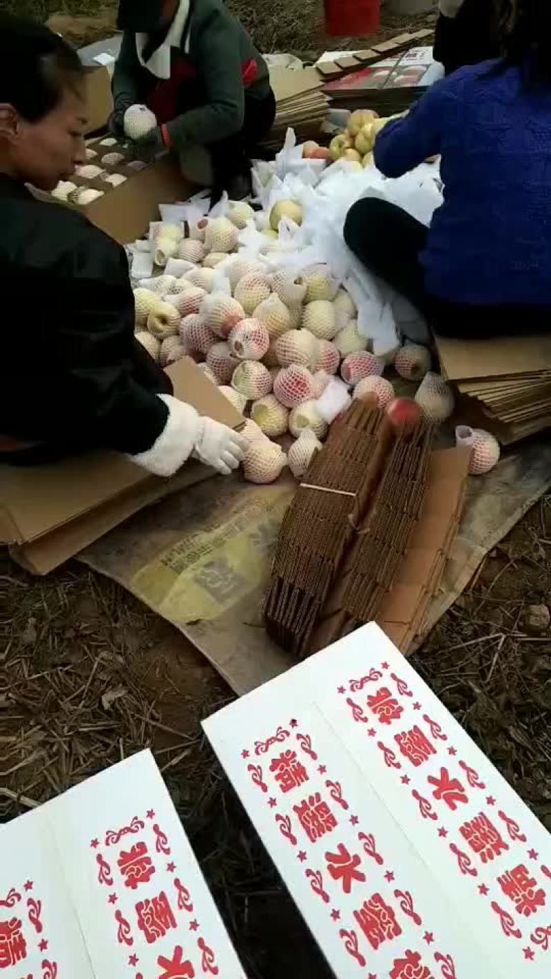 毛挑