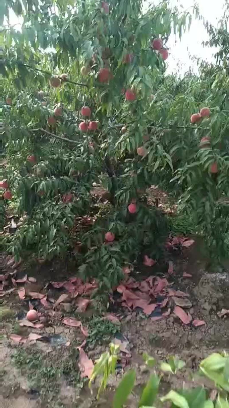 毛挑