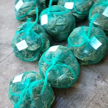 排湖大闸蟹