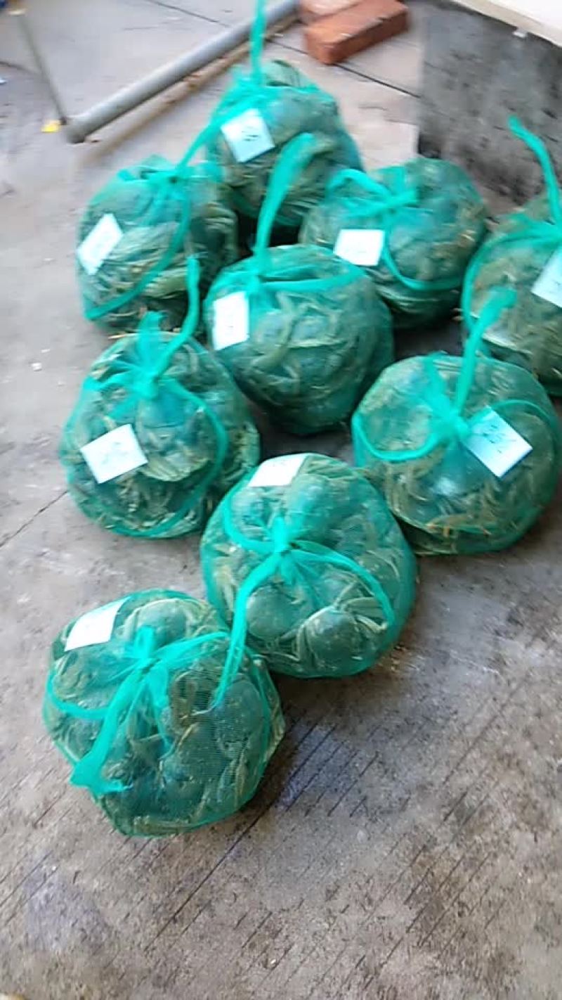 排湖大闸蟹