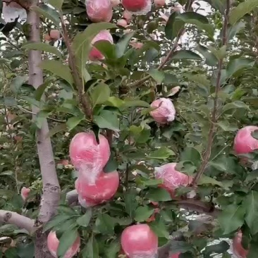 高原红富士