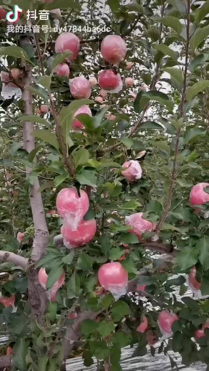 高原红富士