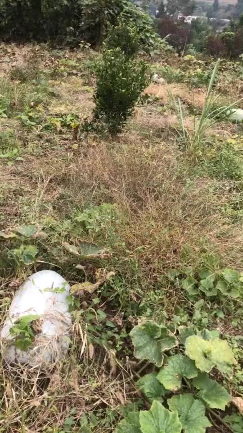 巴地东瓜
