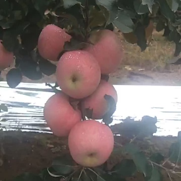 优质红富士苹果大量上市