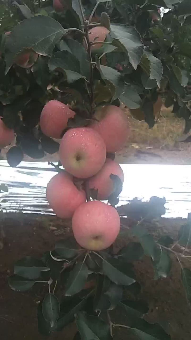优质红富士苹果大量上市