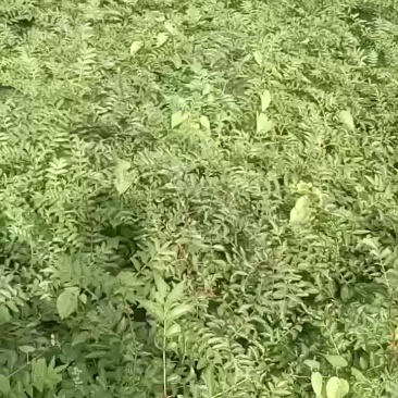 韩城黄盖花椒苗