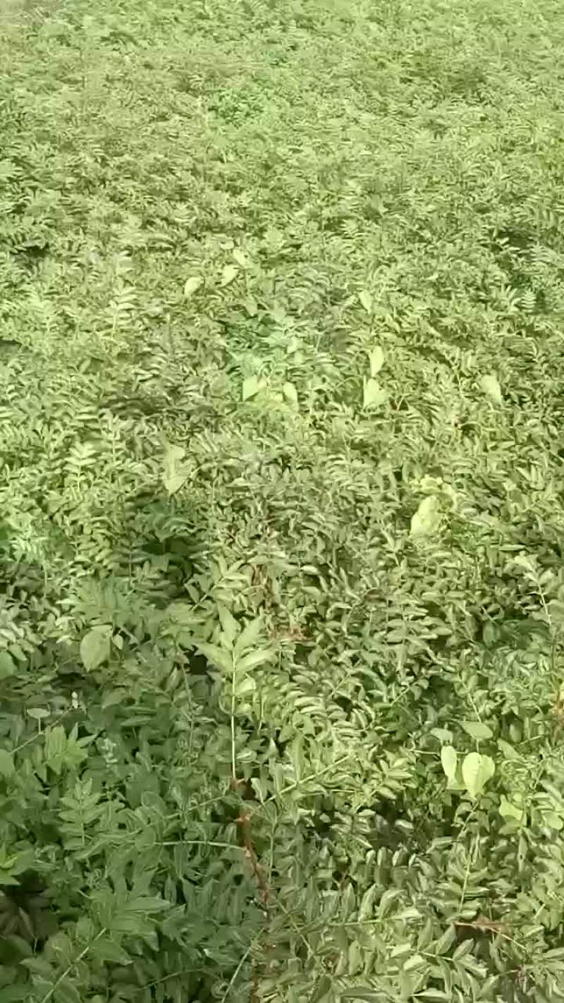 韩城黄盖花椒苗