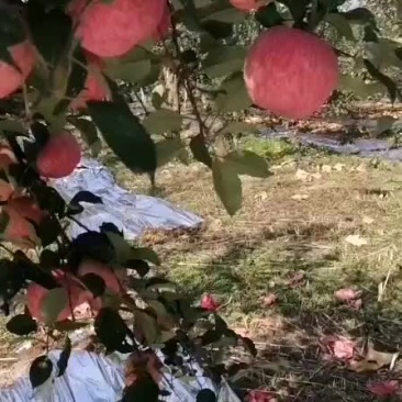 陕西延安市富县
