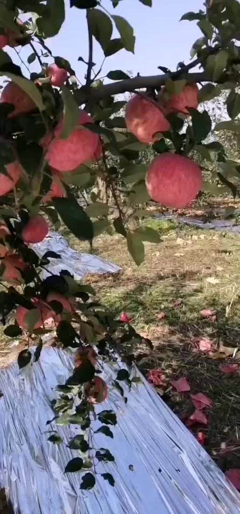 陕西延安市富县
