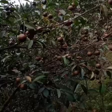 山油茶粒子