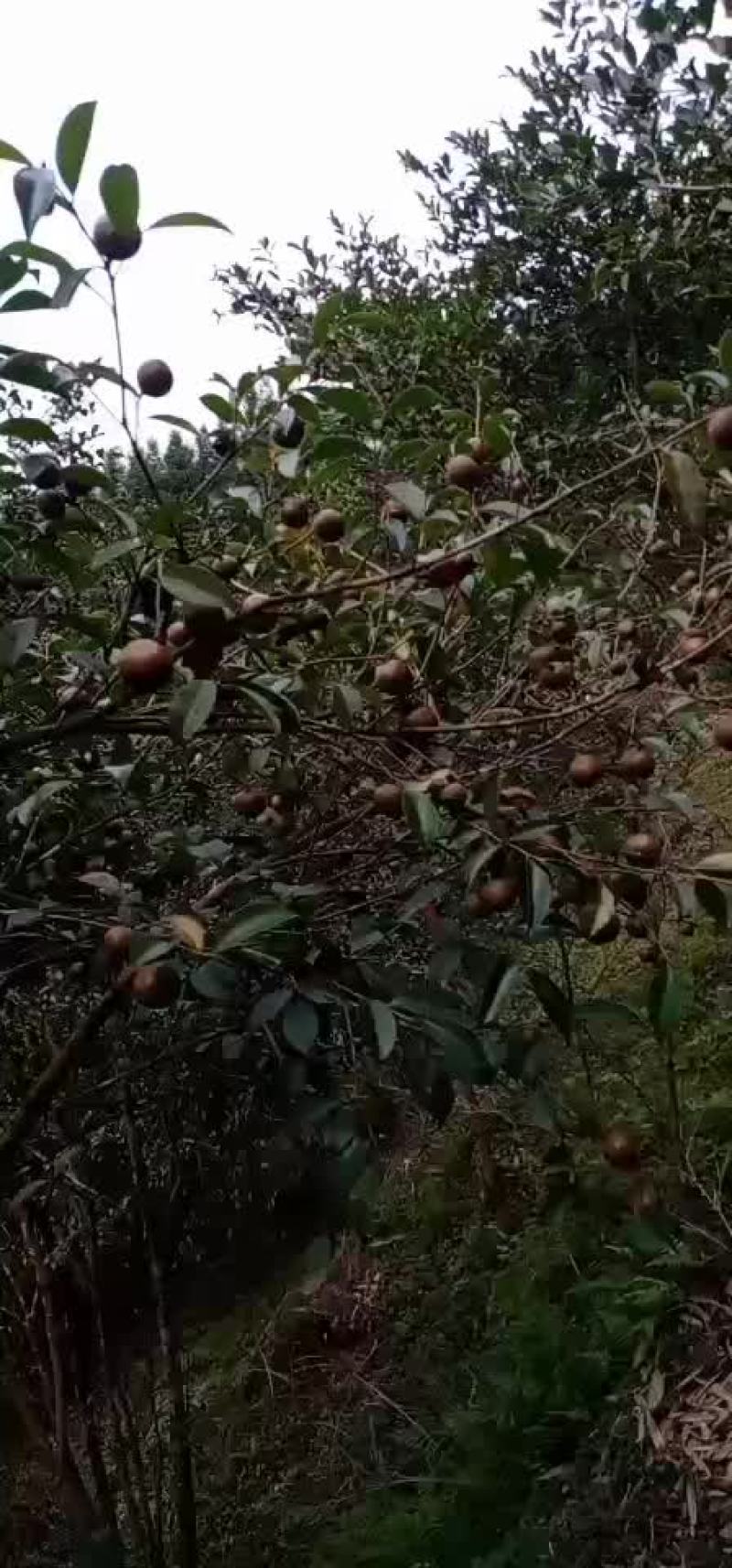 山油茶粒子