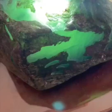 经济作物