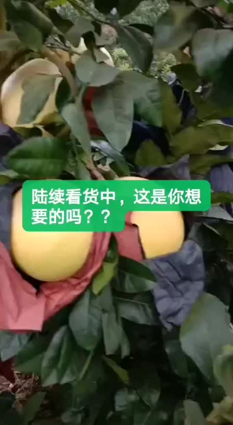 柚子，一手货源，质量非常好