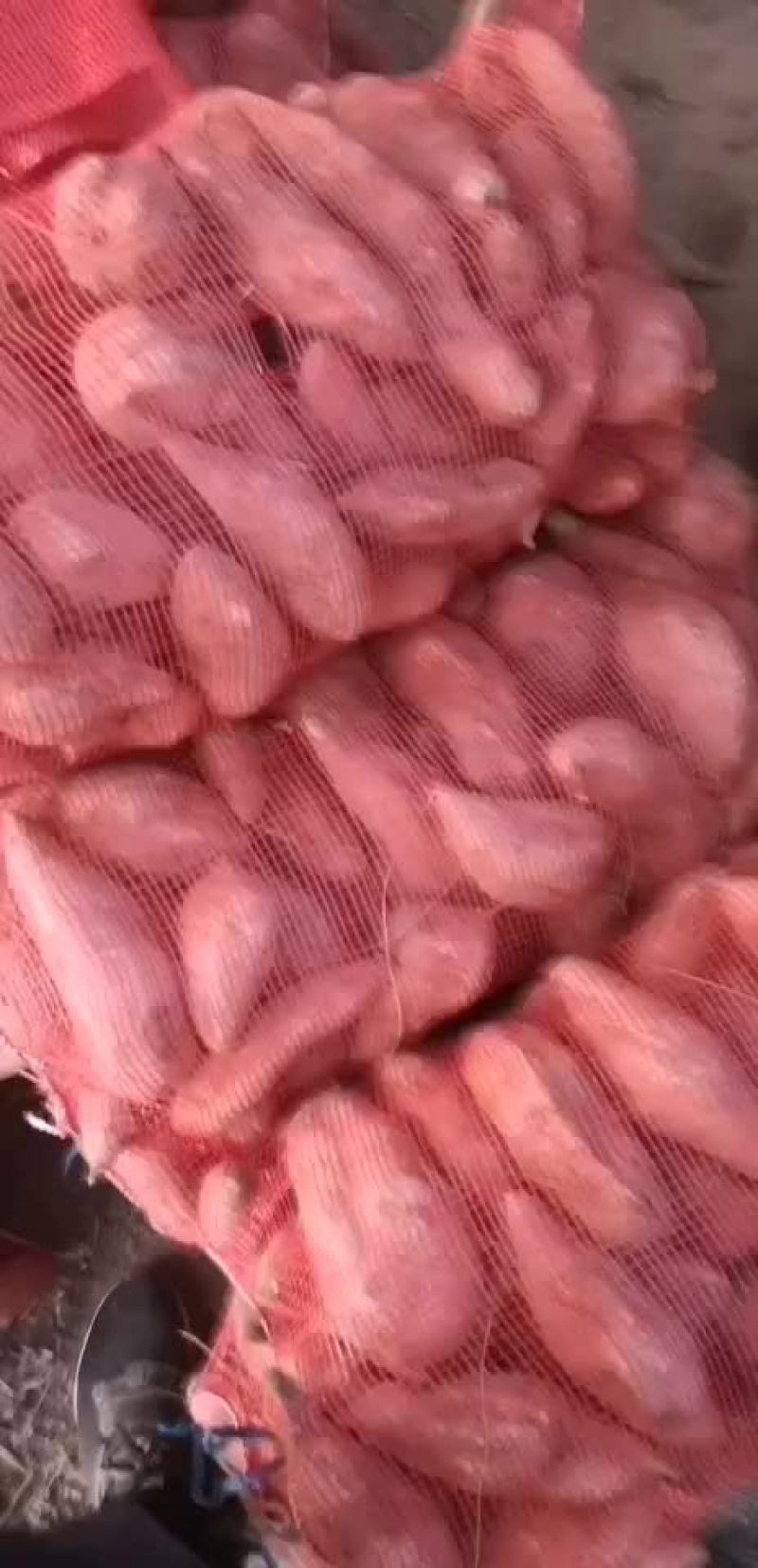 龙九