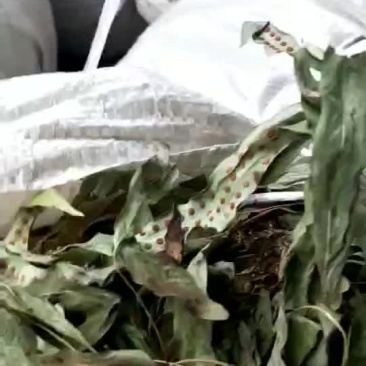 鸭脚草