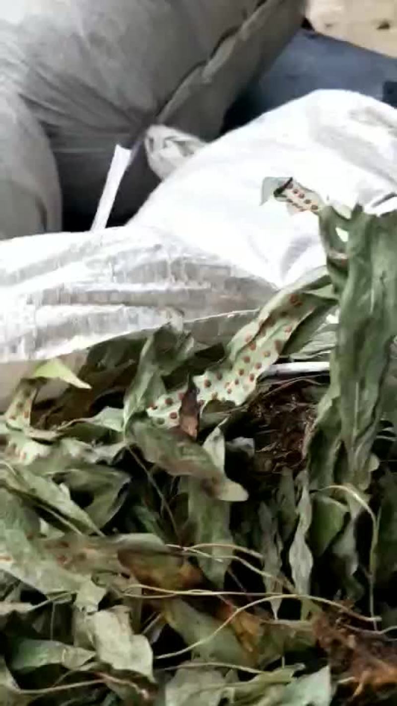 鸭脚草
