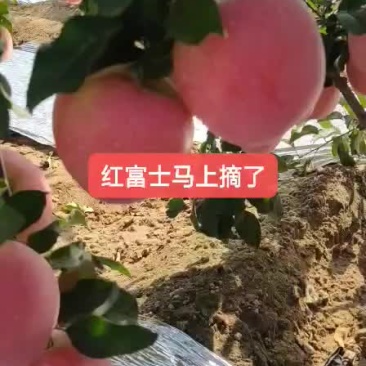 苹果