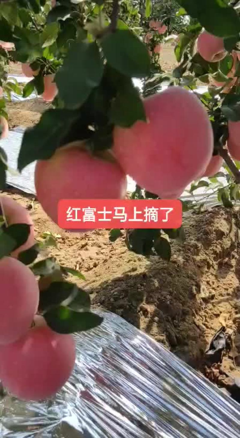 苹果