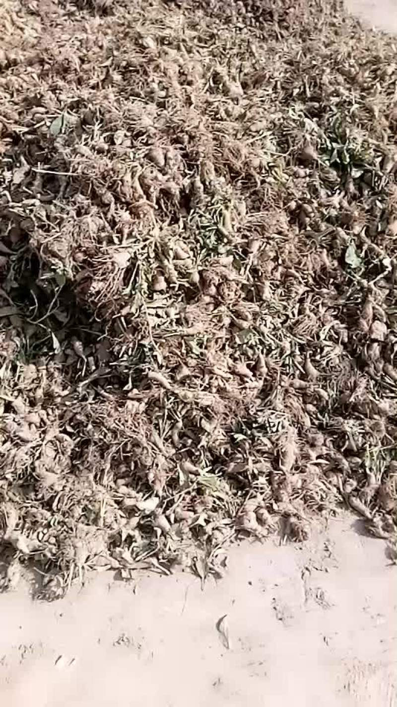 改良白术