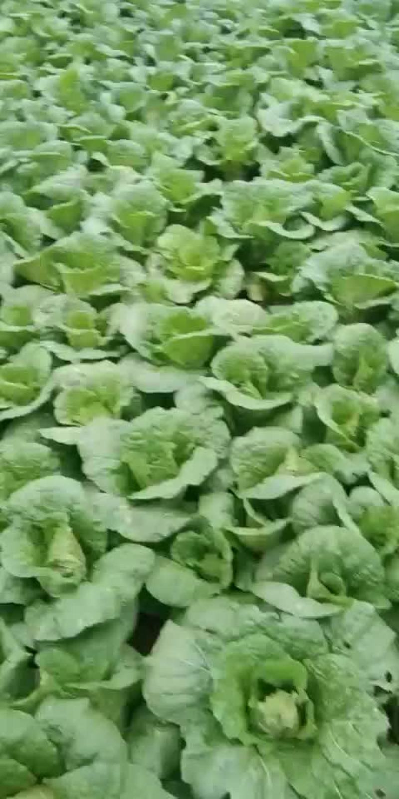 娃娃菜