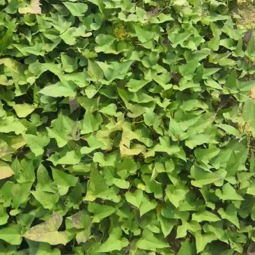 红薯