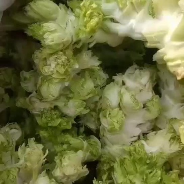 儿菜