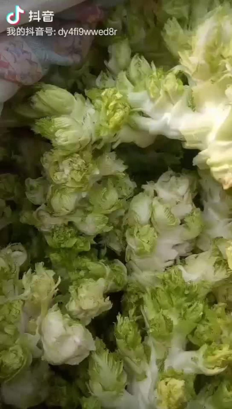 儿菜