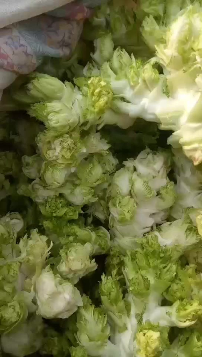 儿菜